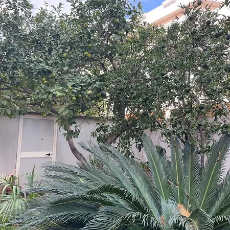 Tangerine Tree House *